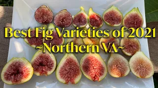 Top Fig Varieties in 2021 (N. VA)