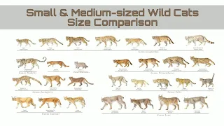 Smallest and Medium-sized Wild Cats | Size Comparison