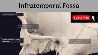 Infratemporal Fossa #Anatomy #mbbs #education #bds #headandneckanatomy #fossa