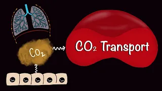 CO2 Transport | Carbon-di-oxide Transport | Respiratory Gas Exchange | Respiratory Physiology