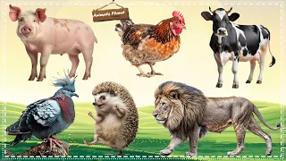 Discover the Fascinating World of Animal Sounds: Pig, Chicken, Cow, Pigeon, Porcupine, Lion
