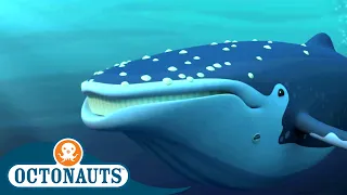 Octonauts - The Loneliest Whale | Cartoons for Kids | Underwater Sea Education