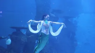 Mermaid Show at Jakarta Aquarium Indonesia: Pearl of the South Sea 🧜‍♀️