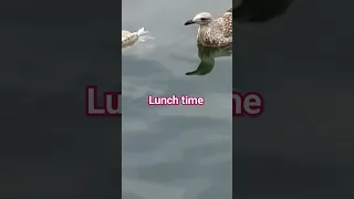 Baby seagull having lunch