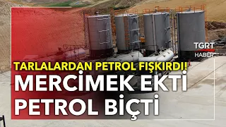 Mercimek Ekti, Petrol Biçti! Tarlasından Petrol Fışkırdı