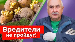 КИНЬТЕ ГОРСТЬ В ЛУНКУ ПРИ ПОСАДКЕ КАРТОФЕЛЯ, и вредители забудут дорогу в ваш огород!