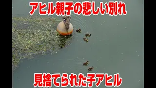 堂島川で見つけたアヒルの親子の悲しい結果