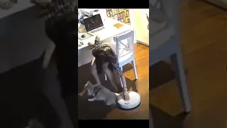 robot vacuum suck dog tail😁 #short #animals #dog