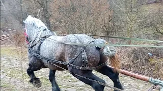 🔥🐎💯 жеребчик ФУНТ на паровку. Недільна прогулянка