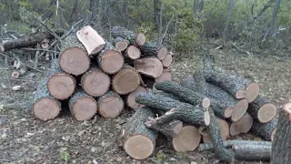 Подільські поліцейські викрили мешканців Балтського району у незаконній вирубці лісу