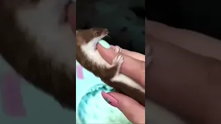 Weasel clip 2