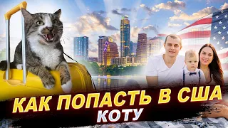 КАК ПОПАСТЬ В АМЕРИКУ КОТУ ? СКОЛЬКО СТОИТ ПЕРЕВЕЗТИ КОТА ИЗ УКРАИНЫ В США ?