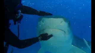 Tiger Shark Love - Tarantino