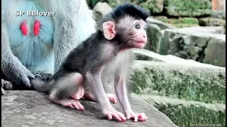 Why Every Big Monkey Scare Of Newborn Baby