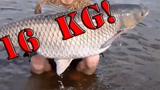 SPEARFISHING FOR GRASS CARP 16 KG.  Подводная охота на белого амура. Белый амур на 16 кг