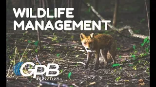 Why Wildlife Management Is Important to Maintain a Healthy Forest | Georgia Forests