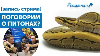 Как ухаживать за королевскими и короткохвостыми питонами? [ЗАПИСЬ СТРИМА]