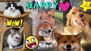 Happy animals ! 🤩 Crazy Pets And animal fail 🐴💖 SHORT videos for you