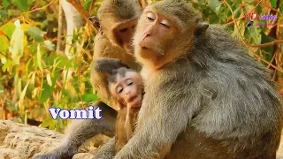 Million pity! Poor baby monkey Lola vomit after head trauma by falling down from high tree