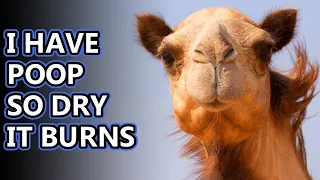 Camel facts: what is a wild camel? | Animal Fact Files