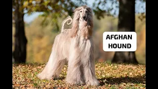 The Afghan Hound: Elegance and Beauty in one majestic breed!