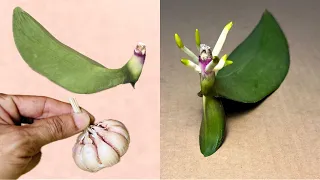 3 amazing tricks with garlic for orchids that will surprise you!
