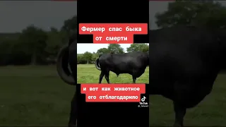 Фермер спас быка