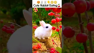 Cute Rabbit Video#short #shorts #rabbit #bunny #animal #pets #viralvideo #cute