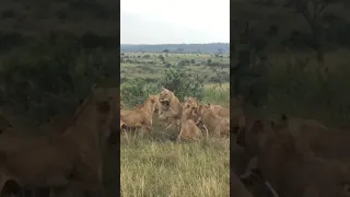 Group of female Lions Fight male lion#shorts/#wildlife