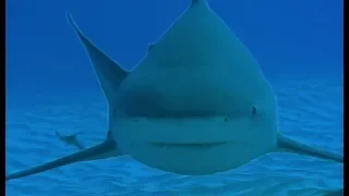 Diving with Dangerous Bull Sharks | Deadly 60 | BBC Earth