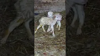 26.01.22г. Тройня. Катумский баран и Романовская овца. Все ярочки.