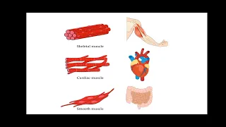 Unit 10.1 tissues, vascular bundles, anatomy of root, stem and leaves#mavi #second paper #video