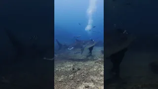 We just witnessed this Tiger Shark do what 🎥🦈