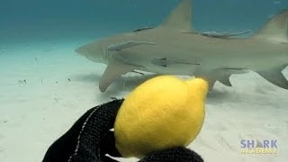 Lemon Sharks | SHARK ACADEMY