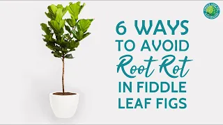 6 Easy Ways To Treat Fiddle Leaf Fig Root Rot [& Rescue Your Plant] | Fiddle Leaf Fig Plant Resource
