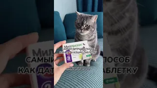 Как дать кошке таблетку