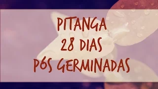 PITANGA • 28 dias | Eugenia uniflora