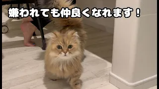 猫に嫌われたがあるきっかけで甘えん坊猫に戻る姿が可愛すぎた！