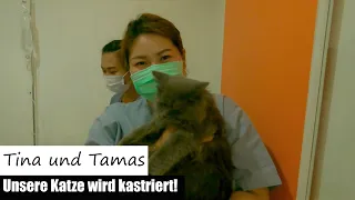 Tina und Tamas  -  Unsere Katze wird kastriert!