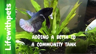 How to add a Betta Fish to a Community Tank.