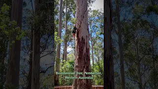 Climbing Bicentennial Tree in Pemberton