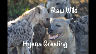 Hyena Greeting - Raw Wild