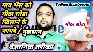 दुधारू पशुओं को मीठा सोडा खिलाने के फायदे/ नुकसान||Feeding of Cow Buffalo/ Sodium Bicarbonate