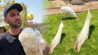 New White Peacocks Le Aiy Lekn Bht Bura Hogea kash Aisa Na Hota😢