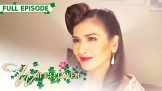 [ENG SUB] Ep 205 | Wildflower | Maja Salvador, Tirso Cruz III, Aiko Melendez