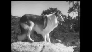 Lassie - Episode #374 - "The Old Man in the Forest"  - Season 11, Ep.22 - 02/14/1965