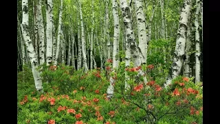 Берёза. Музыка Сергея Чекалина. Birch. Music by Sergei Chekalin. Russian music.