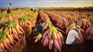 The Most Modern Agriculture Machines That Are At Another Level,How To Harvest White Radishes In Farm