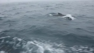 Dolphins in the Bay of Biscay