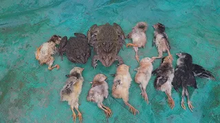 Warning live feeding: epic battle bullfrog vs chicken what you can see?  Funny frog, fro ...